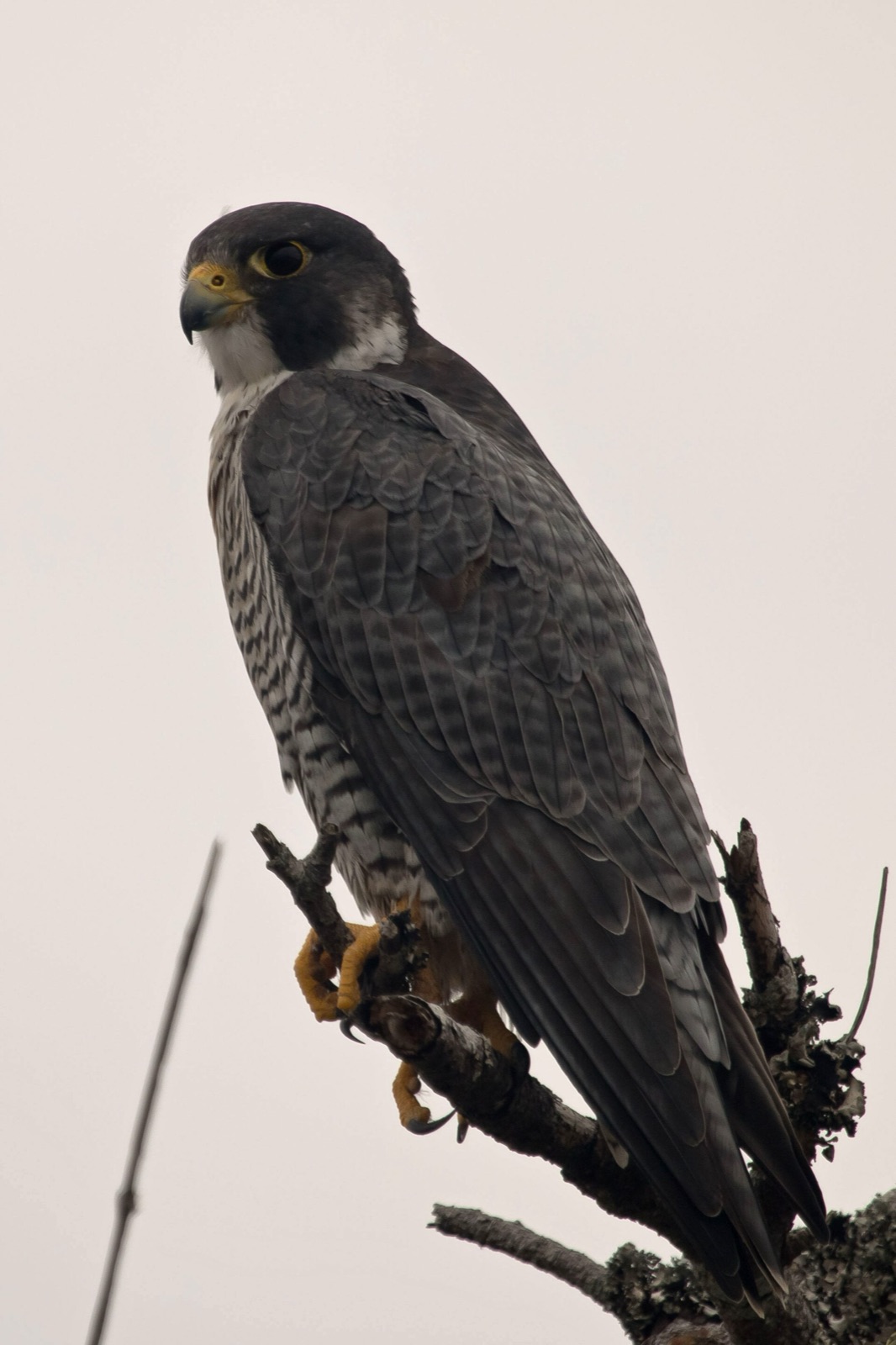 Adult peregrine perched on a tree branch