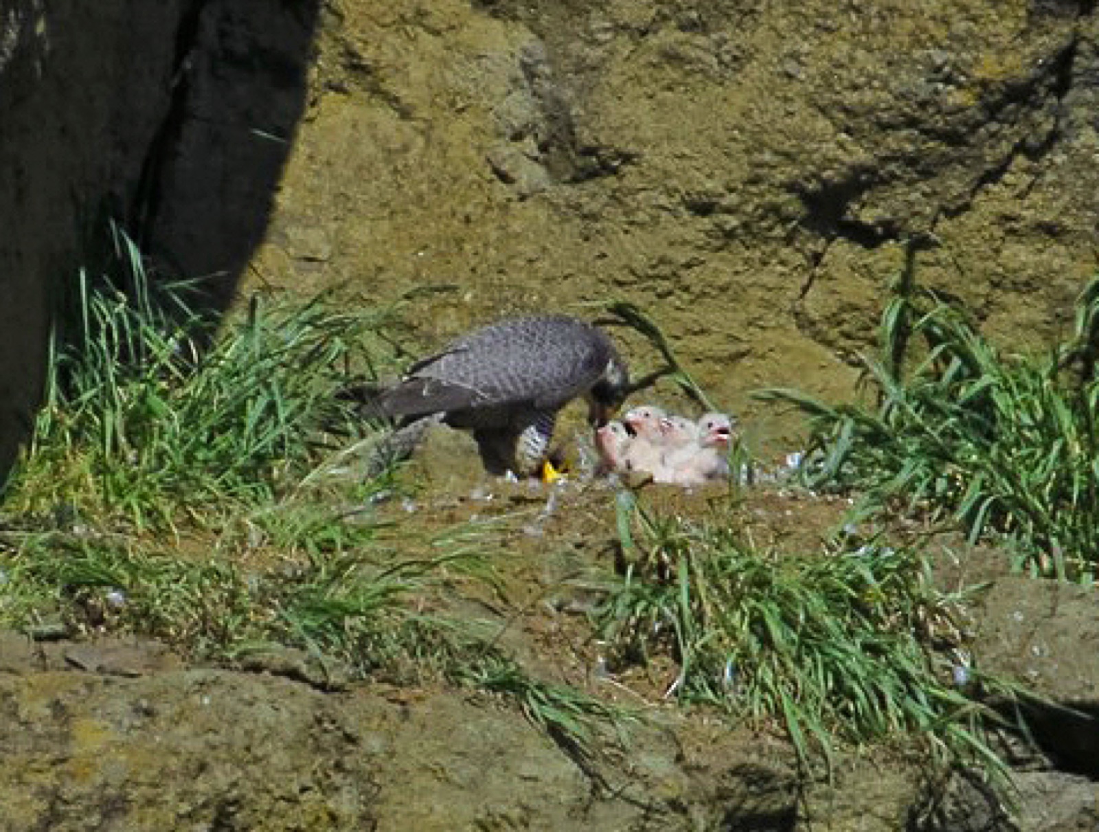 Adult peregrine feeding a chick at a wild eyrie