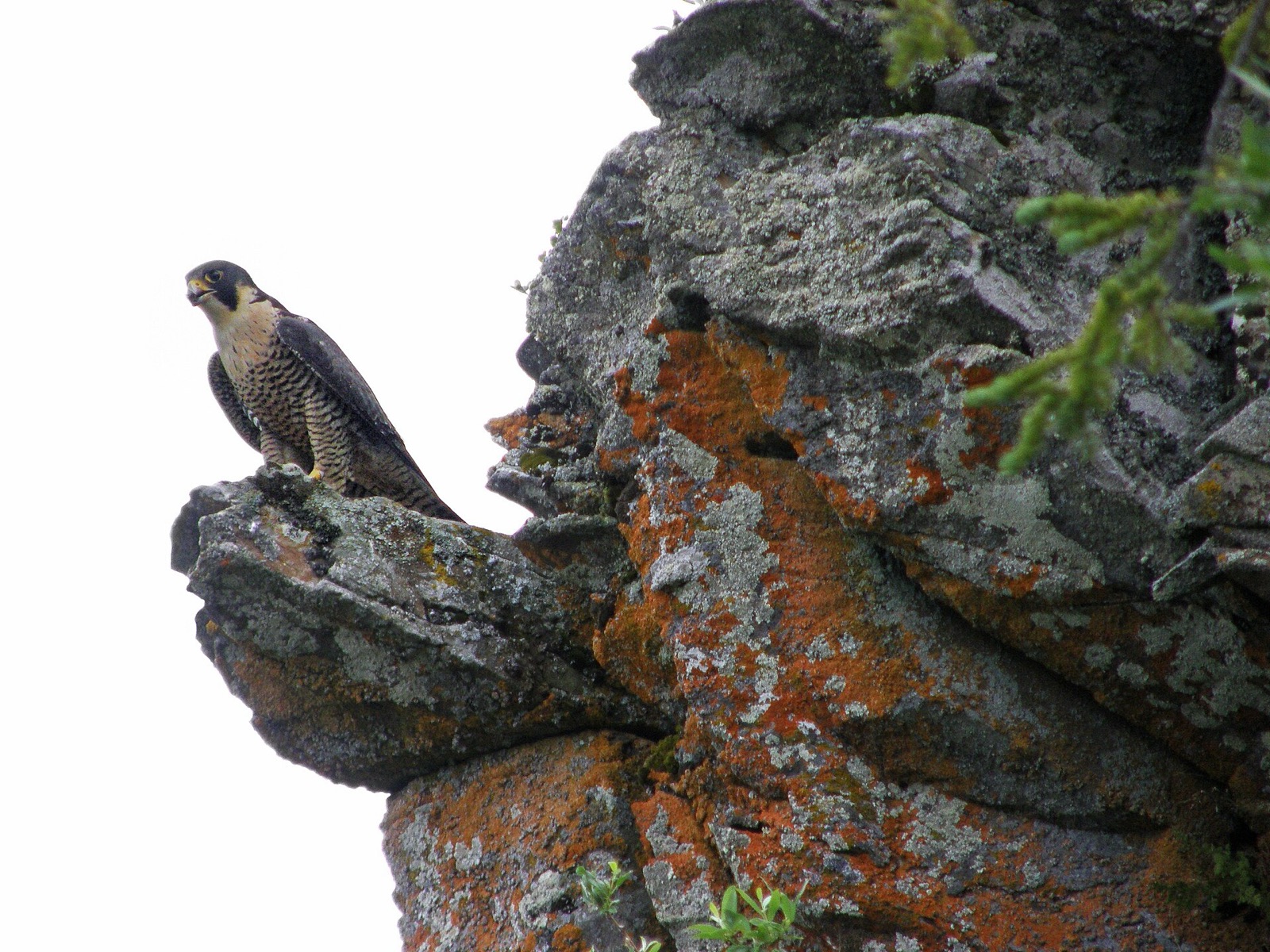 Peregrine falcon perched on cliff ledge in Alaska