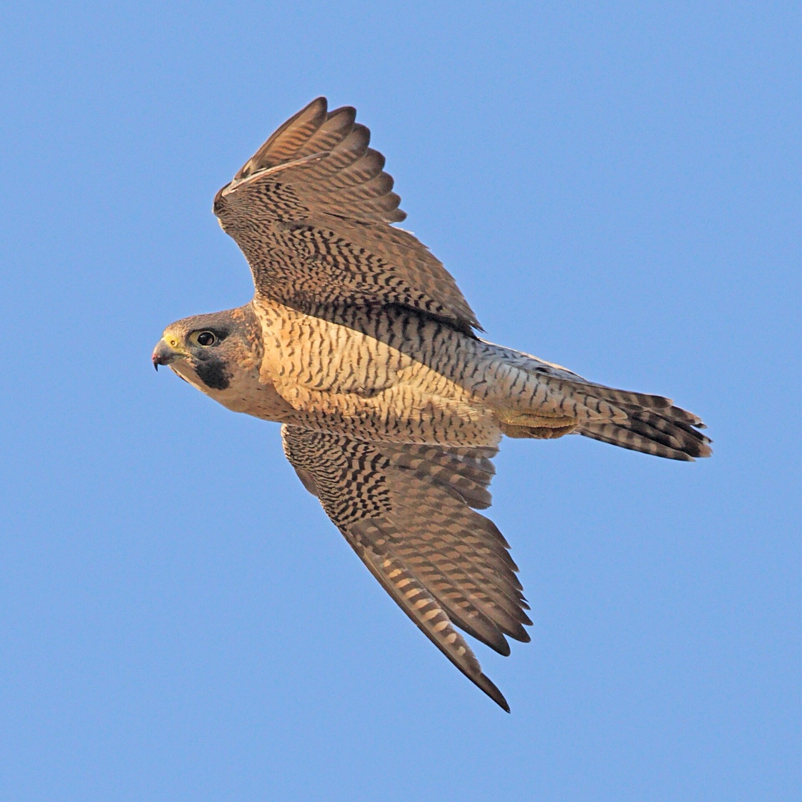 Peregrine falcon in flight