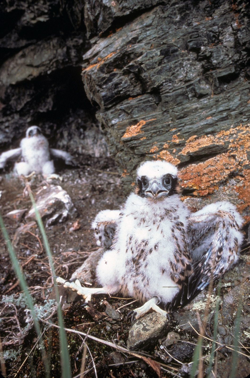 Wild peregrine chick at a rocky eyrie