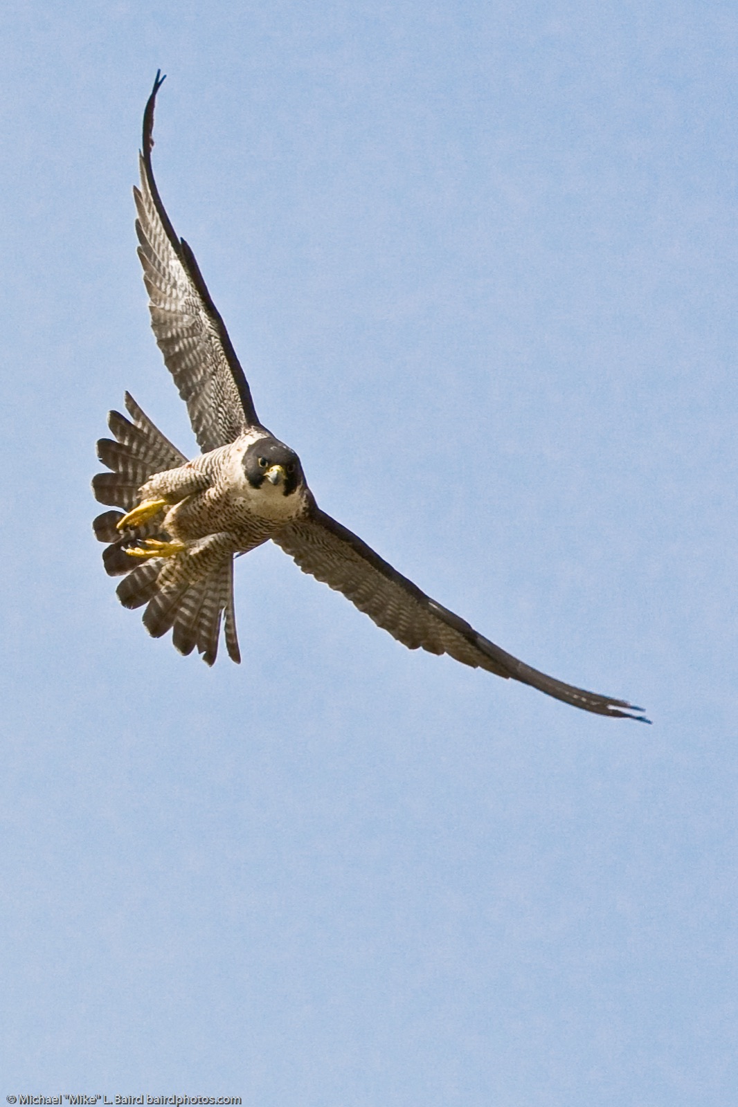Adult peregrine falcon in flight, wings spread