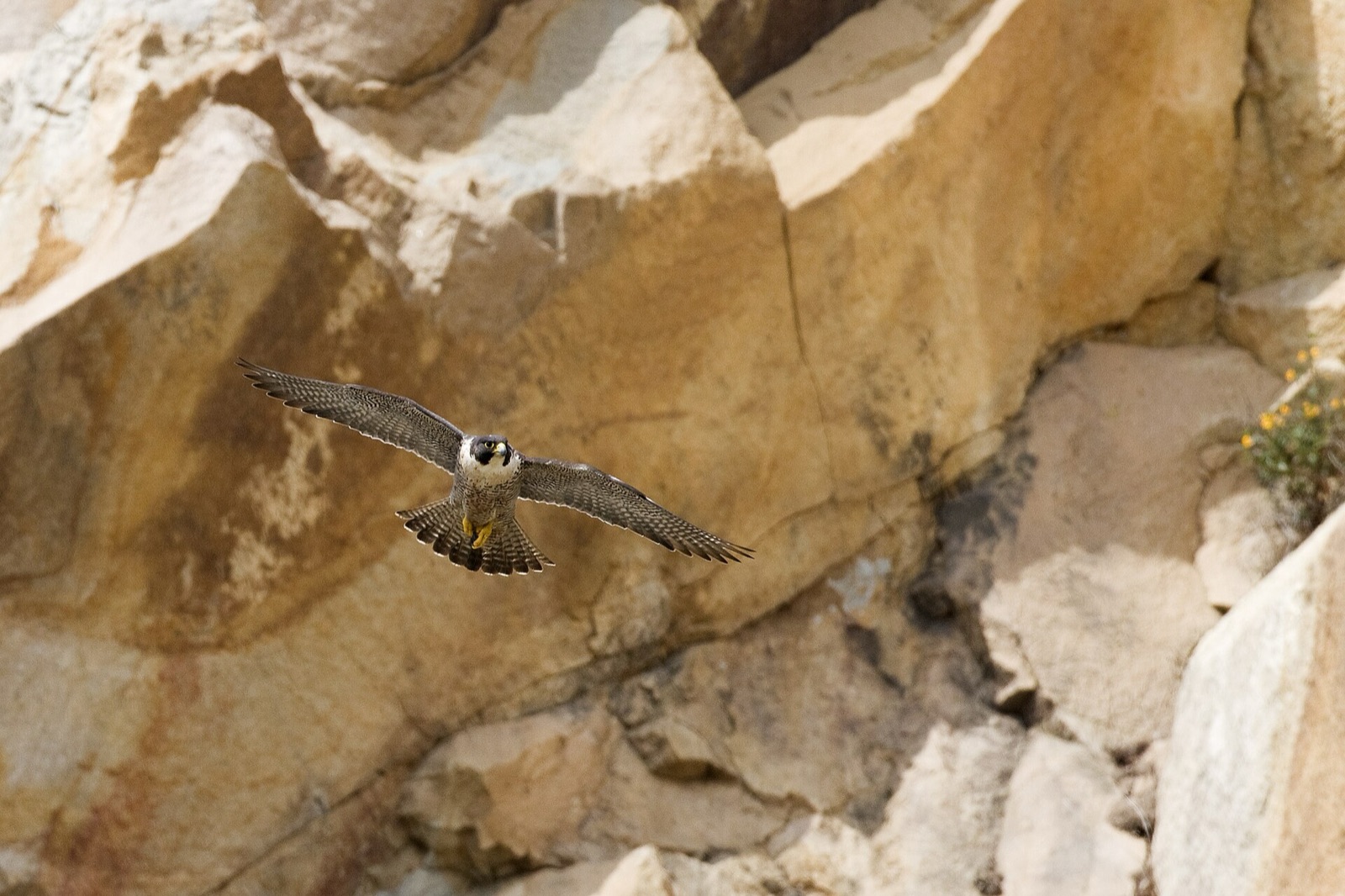 Peregrine falcon in flight with coastal cliffs in background