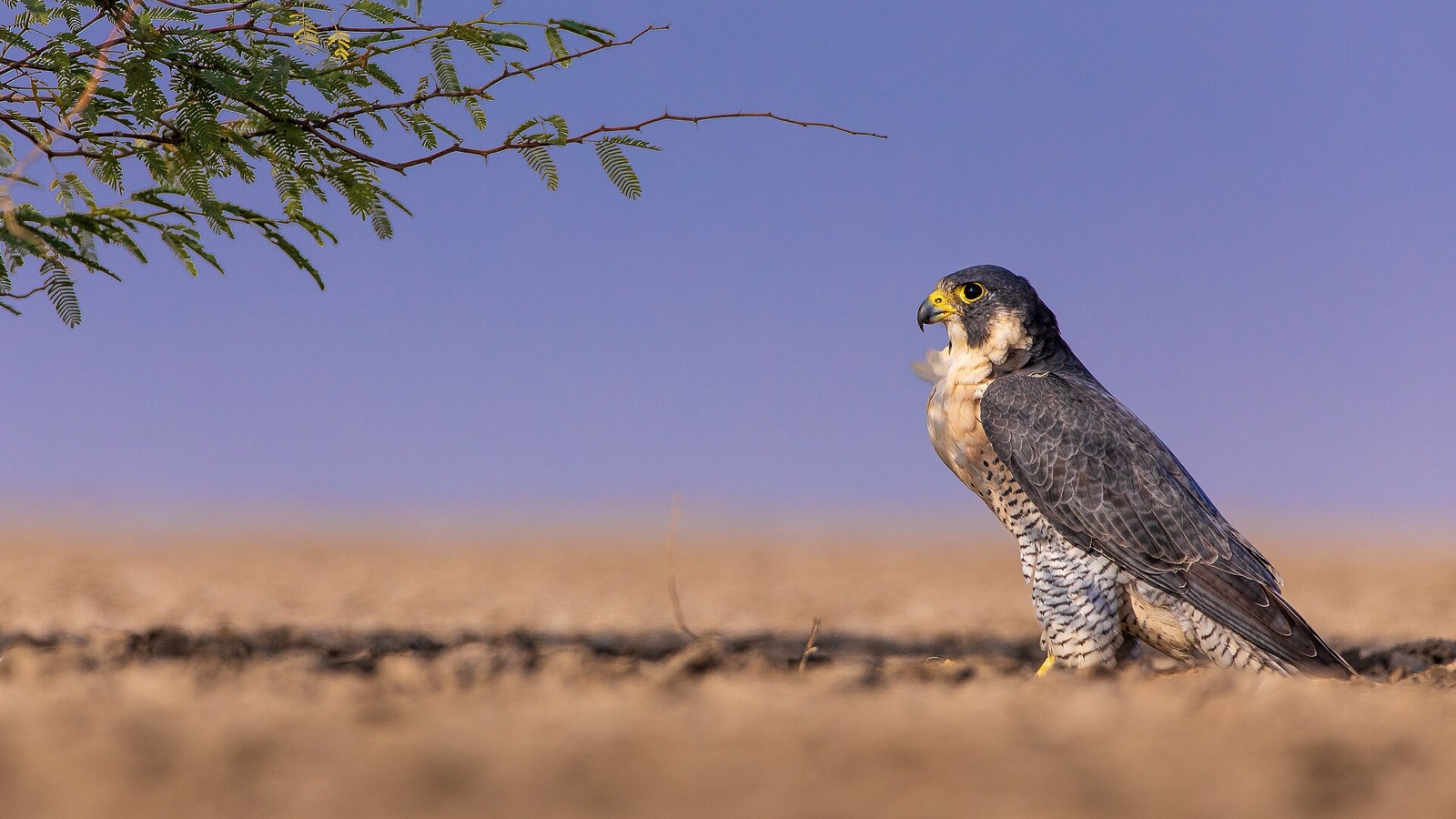 Adult male peregrine at sunset