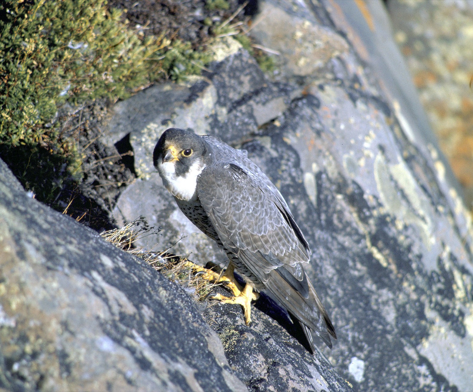 Peregrine at cliff eyrie