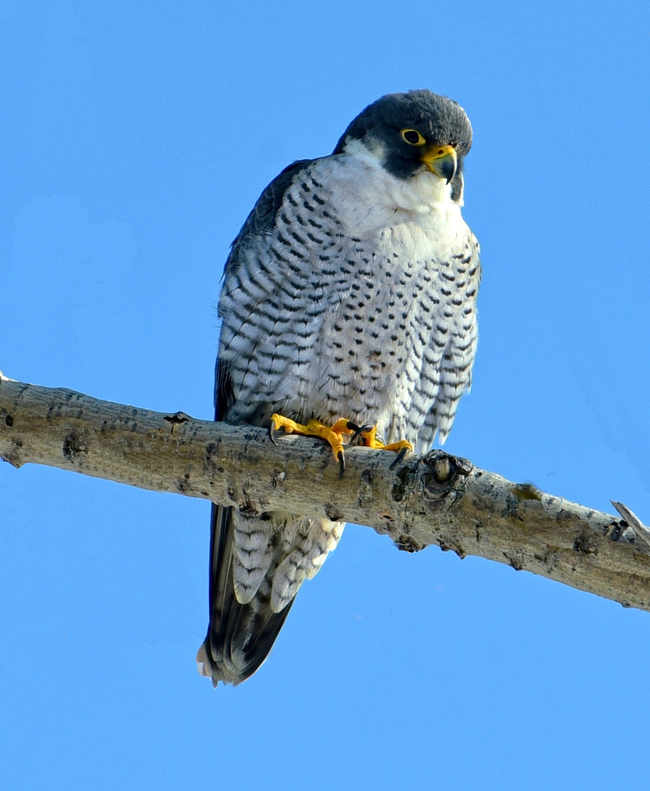 Peregrine at Humber Bay Park Toronto